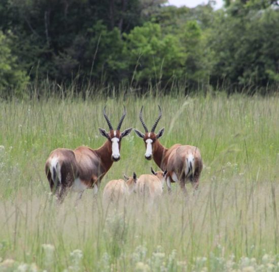 Blesbok for sale