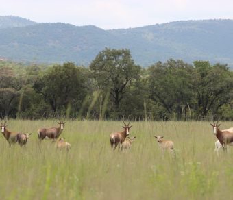 Blesbok for sale