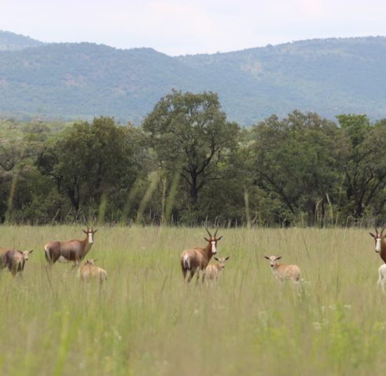 Blesbok for sale