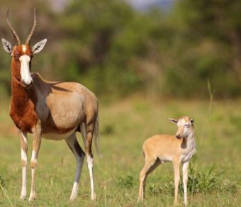 Blesbok for sale