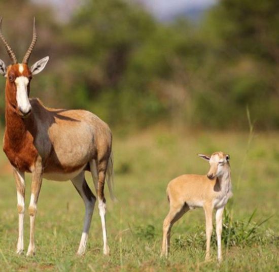 Blesbok for sale