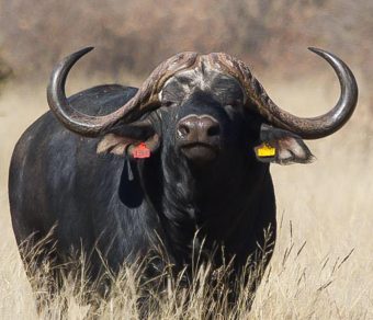 Buffalo for Sale