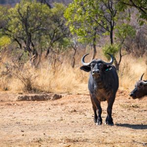 Buffalo for Sale