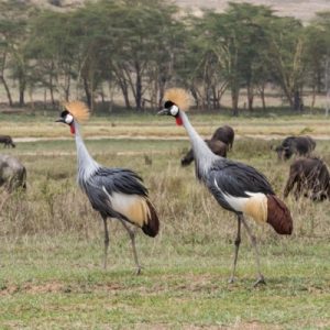 East African Crowned Cranes for Sale