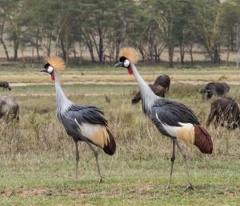 East African Crowned Cranes for Sale