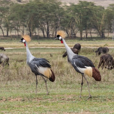 East African Crowned Cranes for Sale