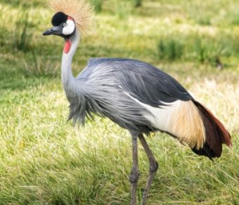 East African Crowned Cranes for Sale