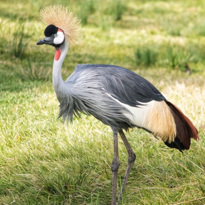 East African Crowned Cranes for Sale