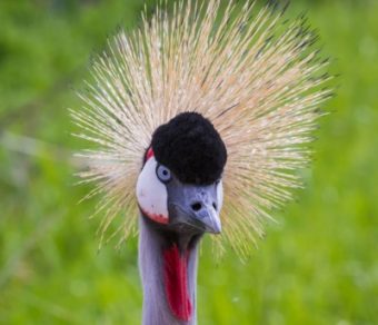 East African Crowned Cranes for Sale