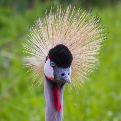 East African Crowned Cranes for Sale