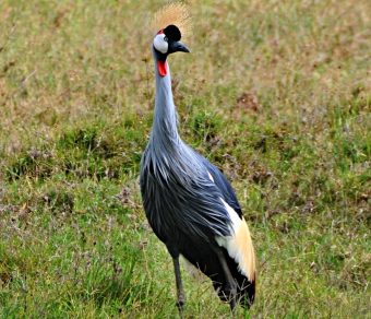 East African Crowned Cranes for Sale