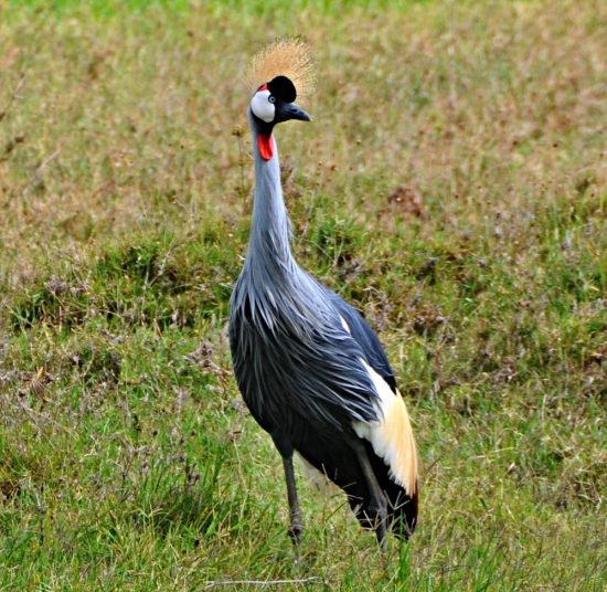 East African Crowned Cranes for Sale