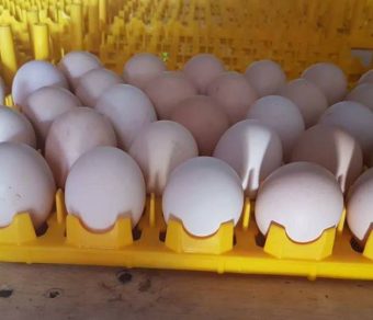Ross 308 Fertile Eggs