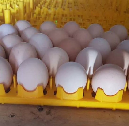 Ross 308 Fertile Eggs