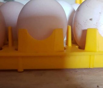 Ross 308 Fertile Eggs