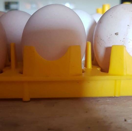 Ross 308 Fertile Eggs
