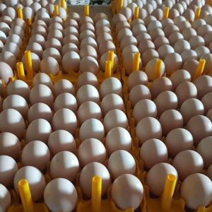 Ross 308 Fertile Eggs