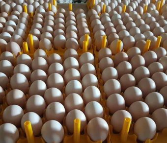 Ross 308 Fertile Eggs