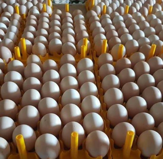 Ross 308 Fertile Eggs