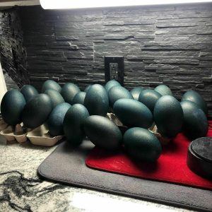 Emu Hatching Eggs