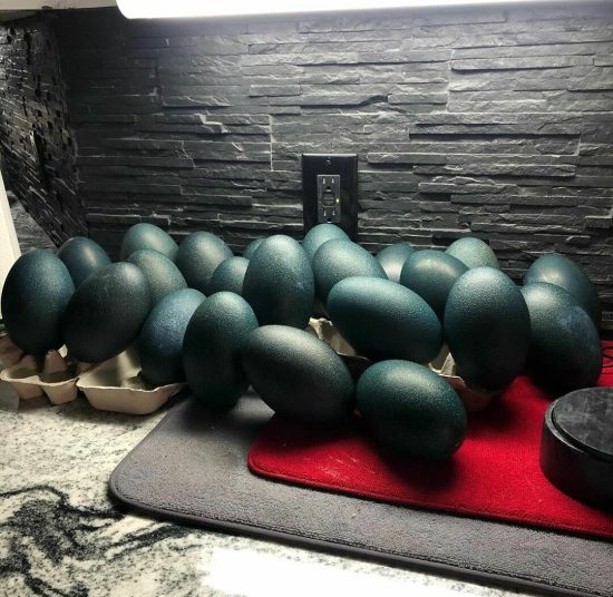 Emu Hatching Eggs