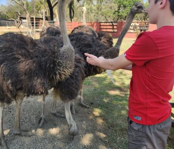 Adult Breeding Ostriches for Sale