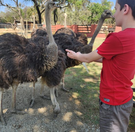 Adult Breeding Ostriches for Sale
