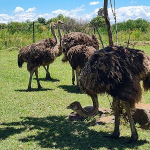 Adult Breeding Ostriches for Sale