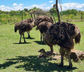 Adult Breeding Ostriches for Sale