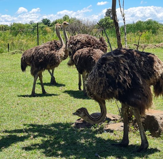 Adult Breeding Ostriches for Sale