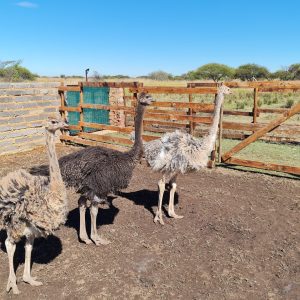 Young Ostriches for Sale
