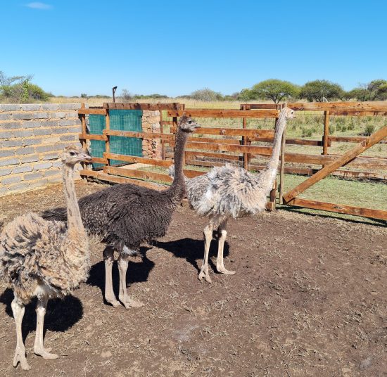 Young Ostriches for Sale