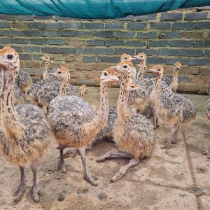 Ostrich Chicks for Sale