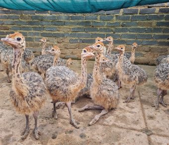 Ostrich Chicks for Sale
