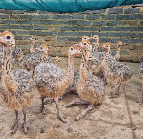 Ostrich Chicks for Sale