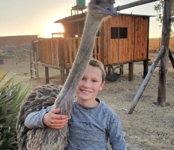 Adult Breeding Ostriches for Sale