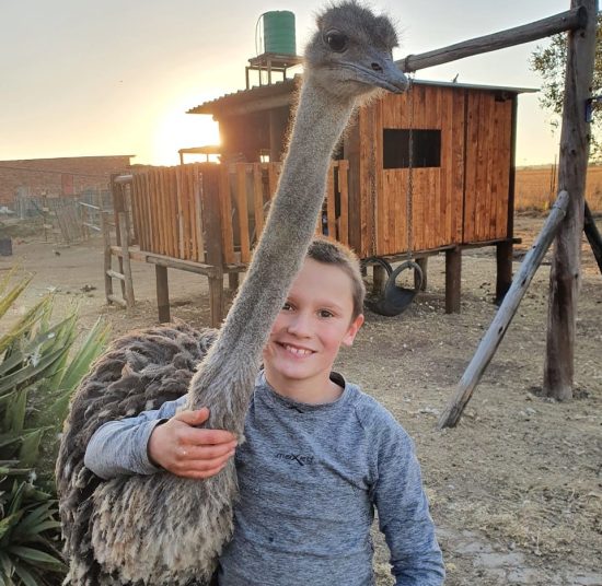 Adult Breeding Ostriches for Sale