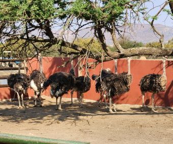 Adult Breeding Ostriches for Sale