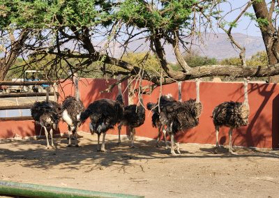 Adult Breeding Ostriches for Sale