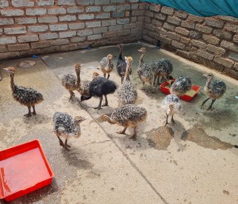 Ostrich Chicks for Sale