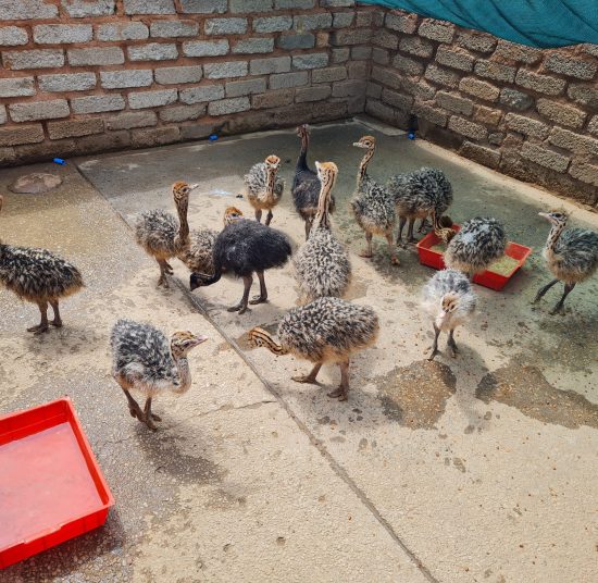 Ostrich Chicks for Sale