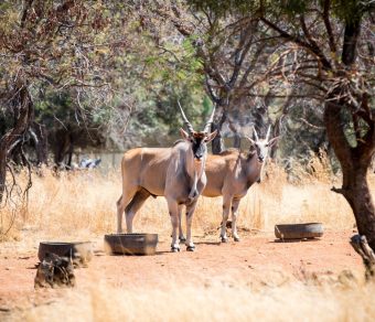 Eland for sale