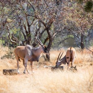 Eland for sale
