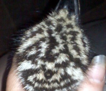 Emus for Sale