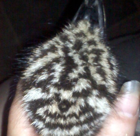 Emus for Sale