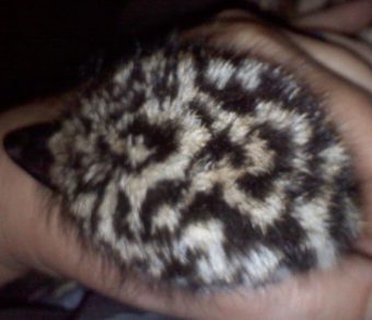 Emus for Sale