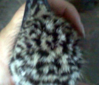Emus for Sale