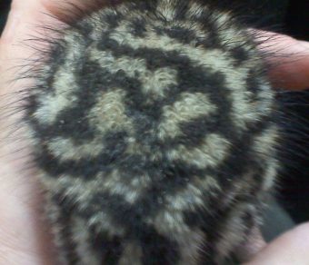Emus for Sale
