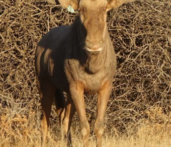 Golden Wildebeest for sale