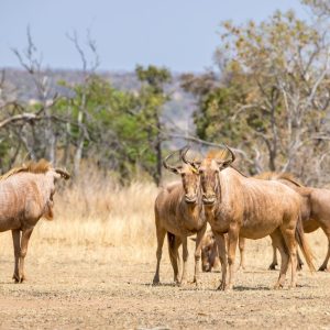 Golden Wildebeest for sale